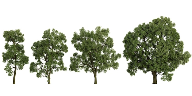 3D-Illustration von Khaya-Bäumen auf transparentem Hintergrund von oben aus