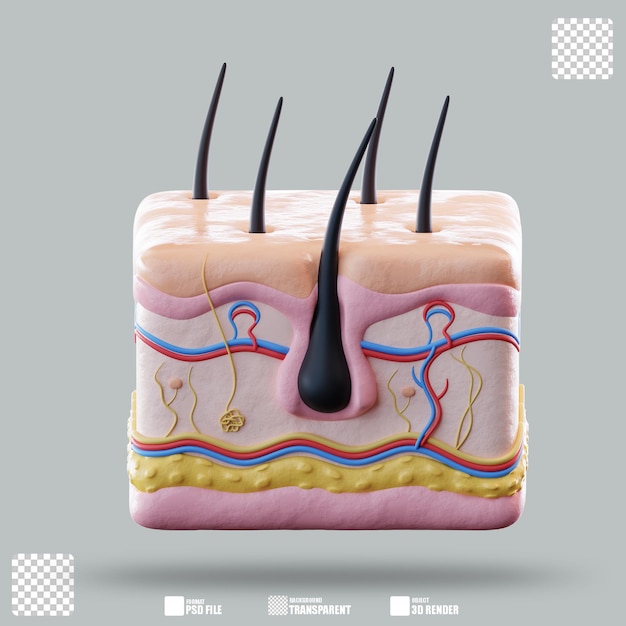 3D-Illustrationshaut