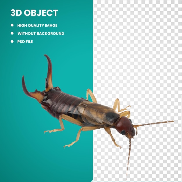 3d Insect European earwig Pest Cockroach Pincer