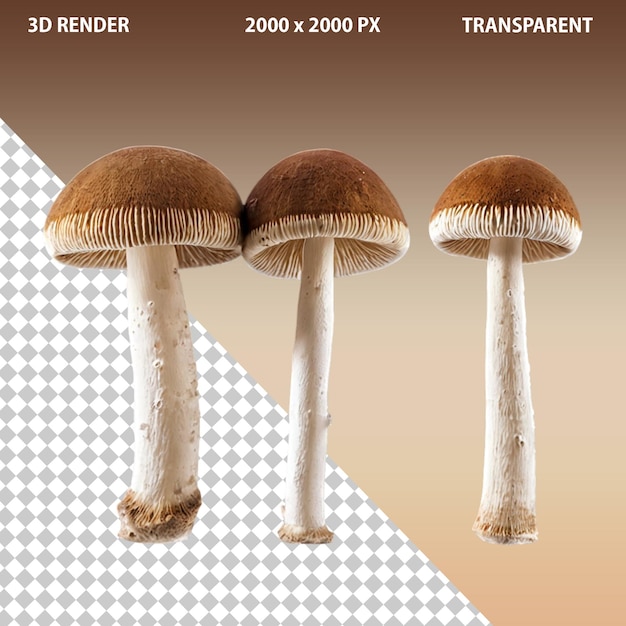 3d isolated realistic brown mashroom on transparent background