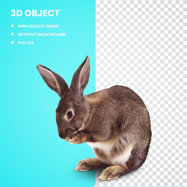 3d Löwe Hase Hauskaninchen Säugetier