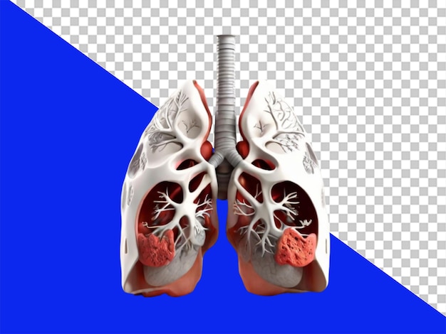 PSD 3d-lungenorgan auf durchsichtigem hintergrund isoliert