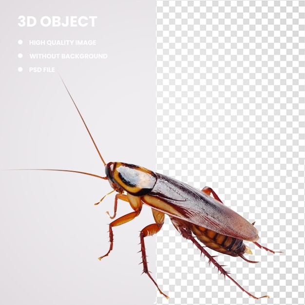 3d massachusetts cockroach insect rat pest control