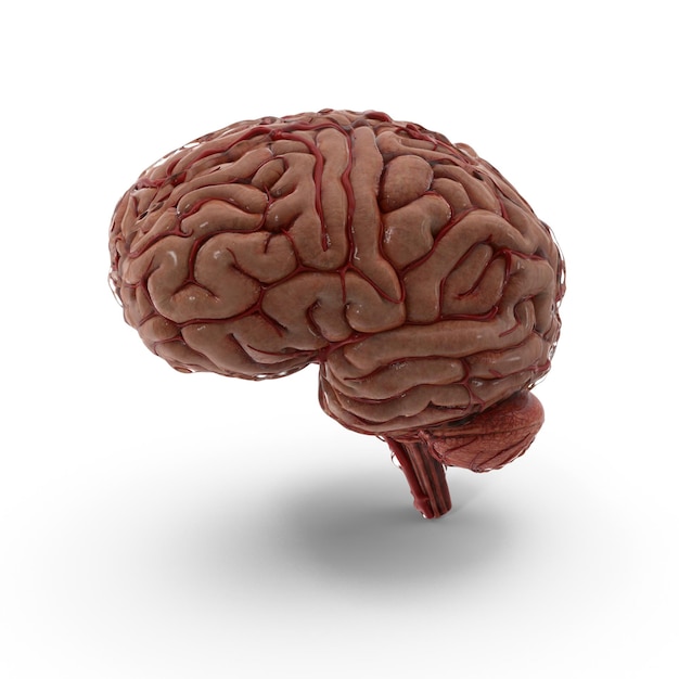 3D-Menschenhirn mit realistischen Details Hochwertiges medizinisches Gehirnmodell Neurowissenschaften und Anatomie
