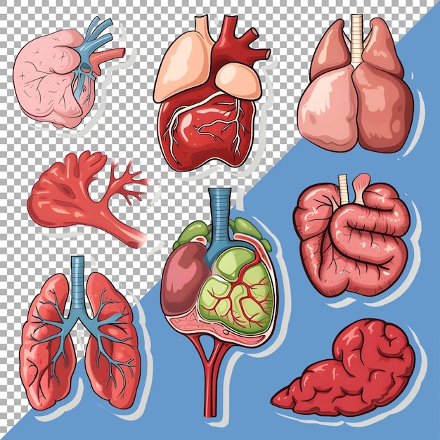 PSD 3d menschliche organe setzen aufkleber-stil über transparenten hintergrund ai generiert