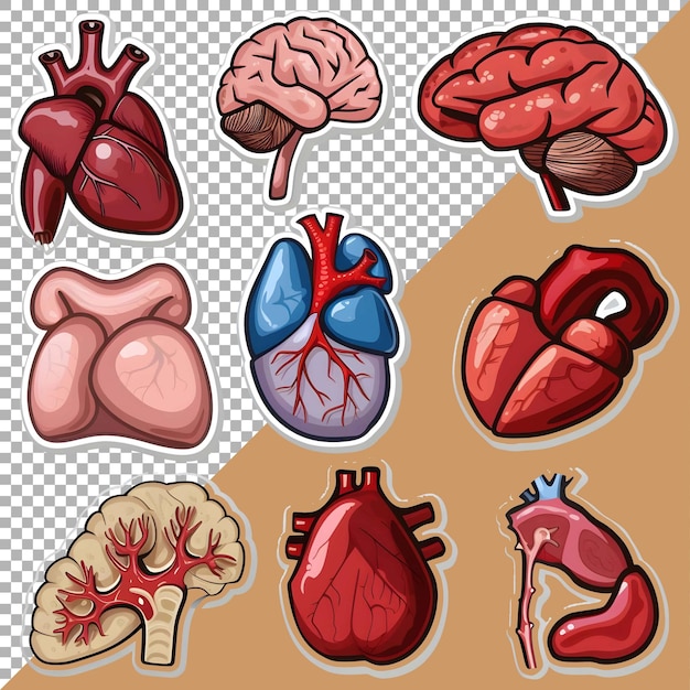 3d menschliche organe setzen aufkleber-stil über transparenten hintergrund ai generiert