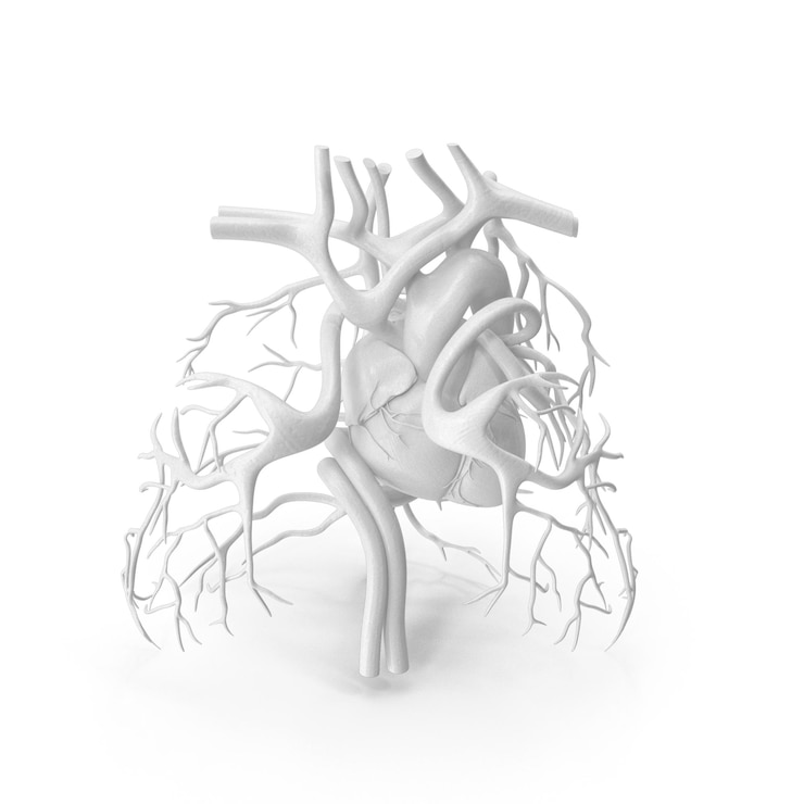 PSD 3d model of human heart and vessels