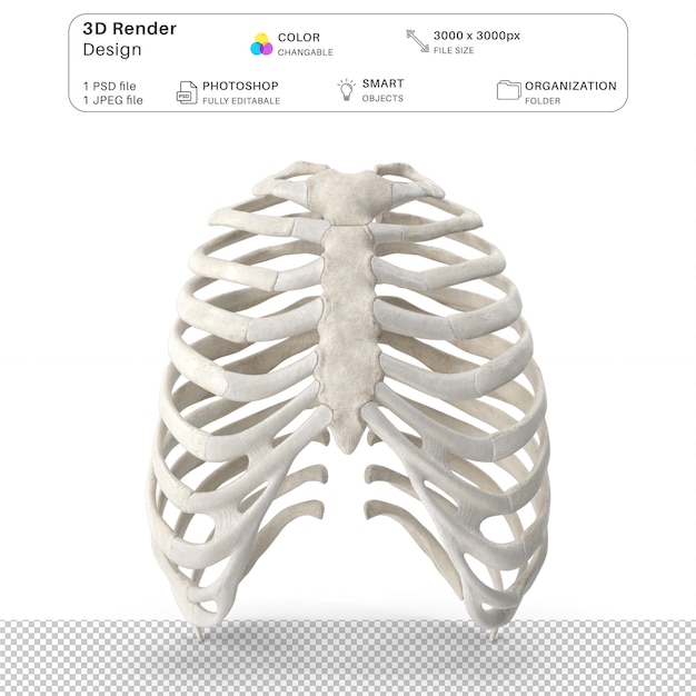 3D-Modellierung des menschlichen Brustkorbkäfigs PSD-Datei Realistische menschliche Anatomie