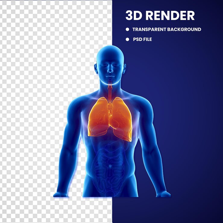 3D-Objekt der menschlichen Lunge