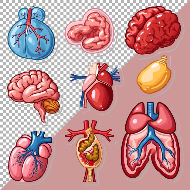 PSD 3d organs humains définissent le style de l'autocollant sur un fond transparent ai généré