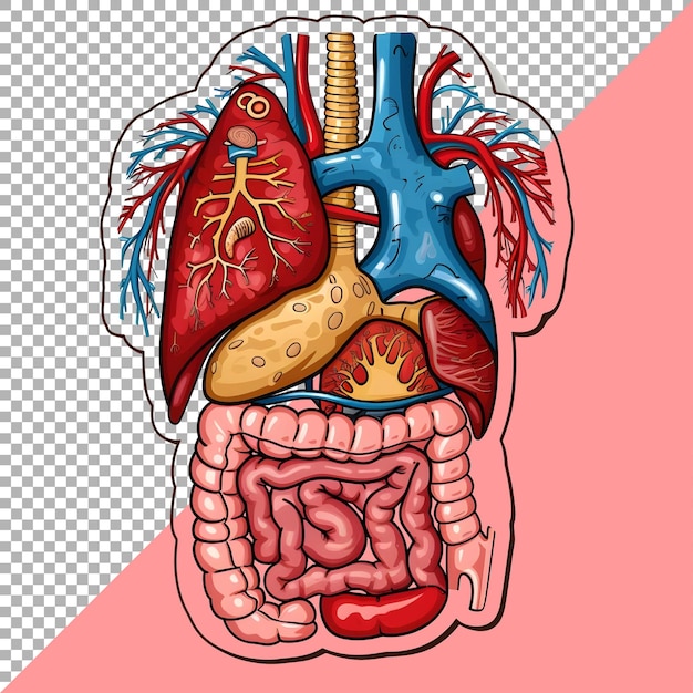 PSD 3d organs humains définissent le style de l'autocollant sur un fond transparent ai généré