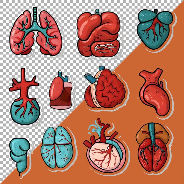 PSD 3d órgãos humanos definem estilo de adesivo sobre fundo transparente ai gerado