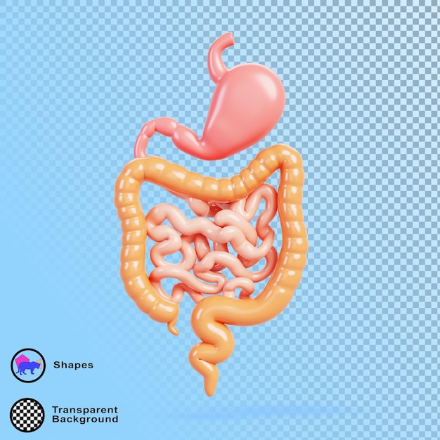 3d órgãos internos humanos do sistema digestivo anatomia do trato gastrointestinal com estômago intestino cólon intestino grande e delgado em fundo azul renderização médica intestino abdominal