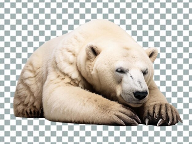 PSD 3d oso polar oso polar oso kodiak oso ursinae también conocido como oso polar