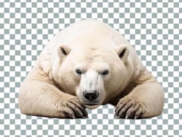 PSD 3d oso polar oso polar oso kodiak oso ursinae también conocido como oso polar