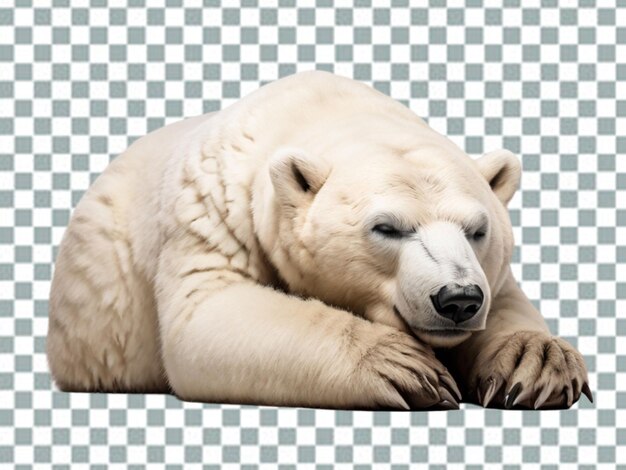 PSD 3d oso polar oso polar oso kodiak oso ursinae también conocido como oso polar