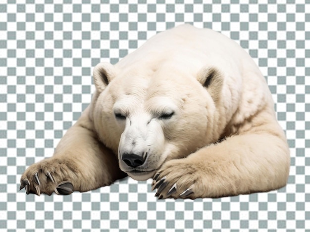 3d oso polar oso polar oso kodiak oso ursinae también conocido como oso polar