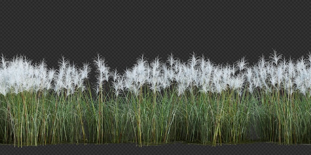 3d Render Brush Tree aislado en blanco