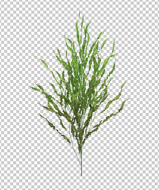 3d render brush tree aislado