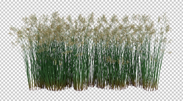 PSD 3d-render-bürstenbaum lokalisiert auf weiß