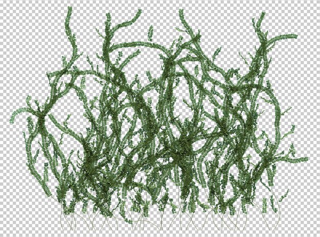 3d render ivy plants isoladas