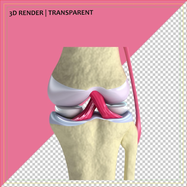 3D Render of Knee Joint Anatomy