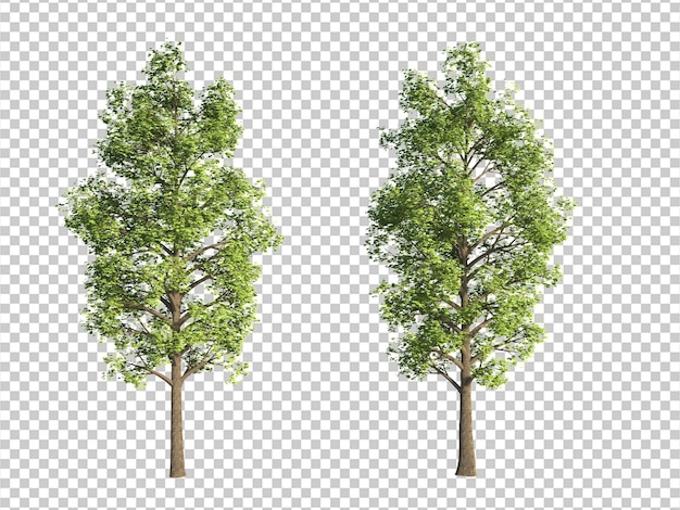 3d-rendering-baum isolierter schnitt-hintergrund