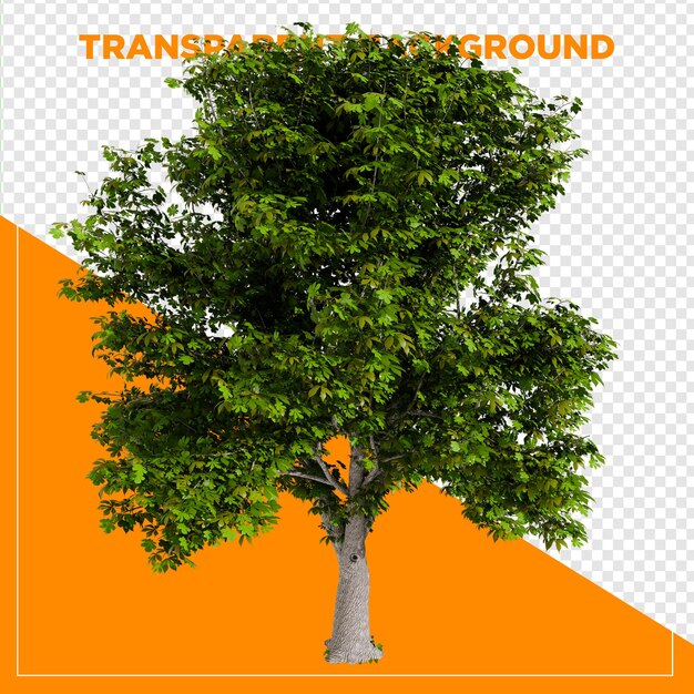 3D-Rendering-Baum mit durchsichtigem Hintergrund