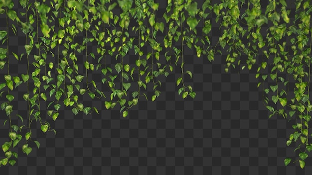 PSD 3d-rendering des hängenden epipremnum aureum vordergrund isoliert