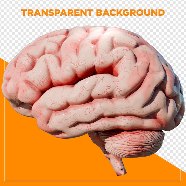 3D-Rendering des menschlichen Gehirns mit durchsichtigem Hintergrund