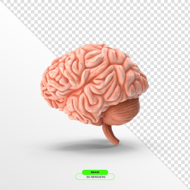 3D-Rendering des menschlichen Gehirns