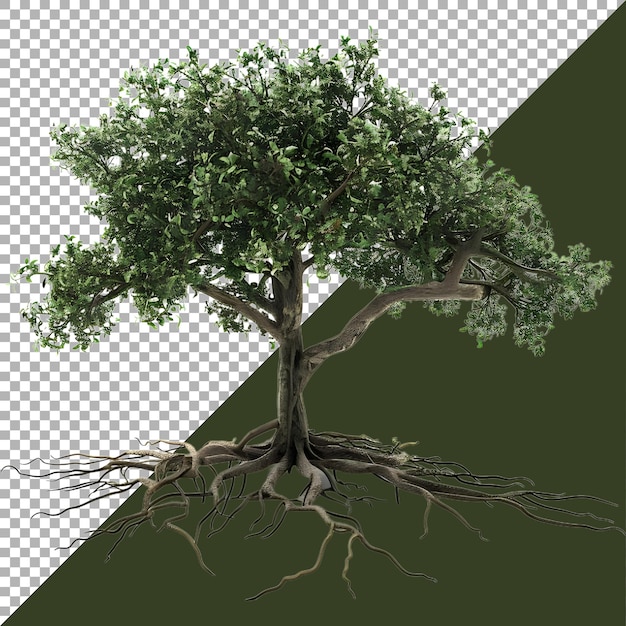 3D-Rendering eines grünen Baumes mit Wurzeln auf durchsichtigem Hintergrund