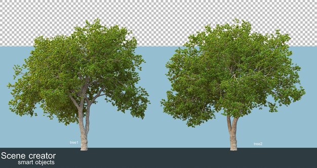 3D rendering krásných stromů v různých úhlech, izolovaný
