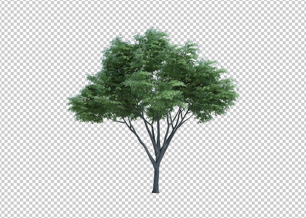 3D-Rendering Naturobjektbaum isoliert