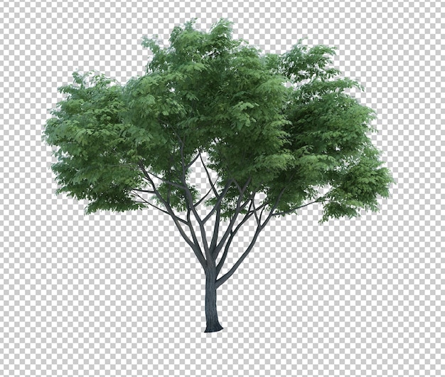3D-Rendering Naturobjektbaum isoliert