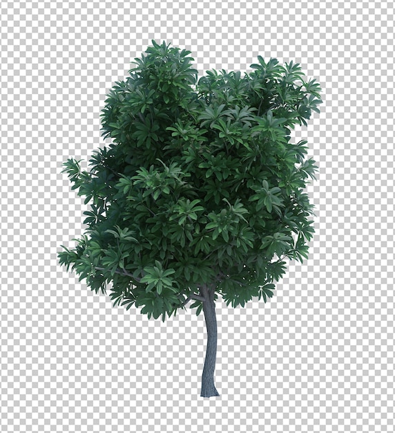 3D-Rendering Naturobjektbaum isoliert