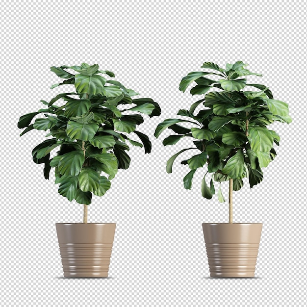 3D-Rendering Naturobjektbaum isoliert