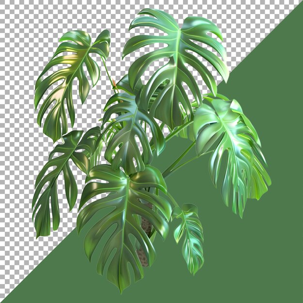 3d rendering of a swiss cheese plant on transparent background ai generated