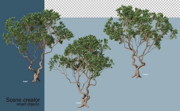 3D rendering of beautiful trees in various angles isolated