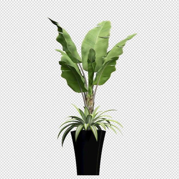 3d rendering of carrotwood trees