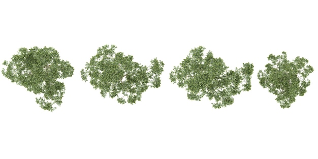 3d rendering of eucalyptu plants on transparent background from top view
