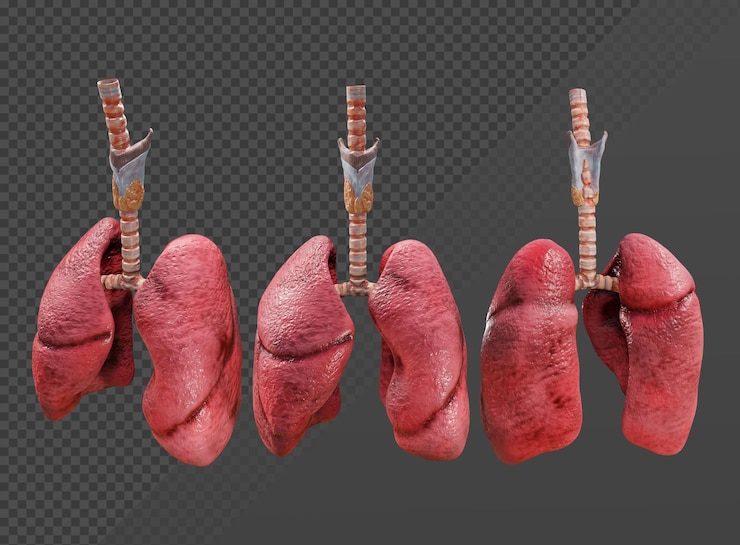 PSD 3d rendering of human lungs perspective view