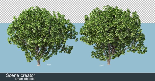 3D rendering různých tvarů a druhů stromů