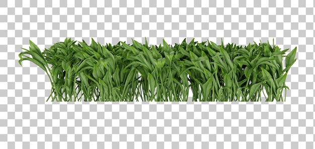 3d rendering tropical plant front view