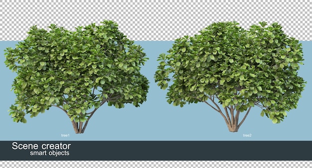 3D-Rendering verschiedener Baumformen und -typen