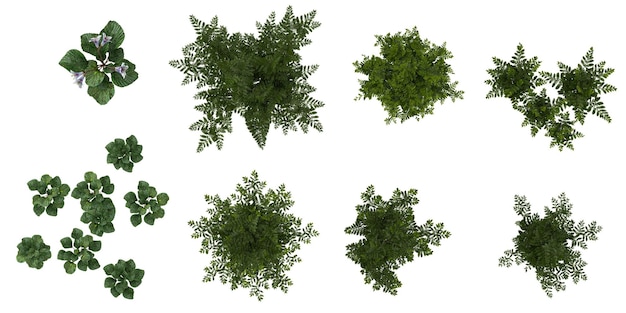 3D-Rendering von CorallodiscusDavallia-Pflanzen auf durchsichtigem Hintergrund von oben aus