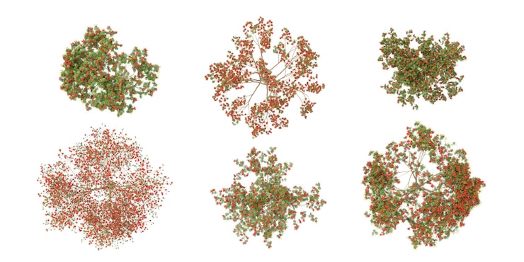PSD 3d-rendering von flamboyantroyal poinciana bäumen auf transparentem hintergrund von oben aus