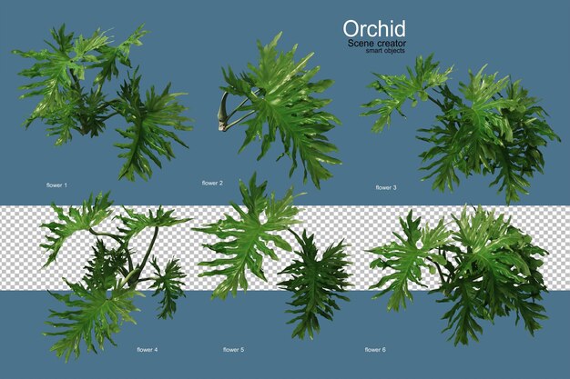 3D-Rendering von Orchideen und Pflanzen