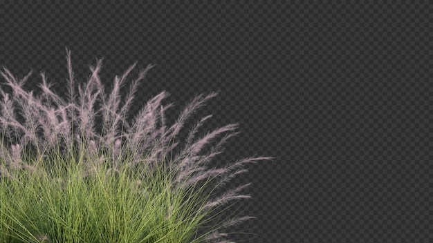 3d-rendering von pink flamingo muhly grass vordergrund