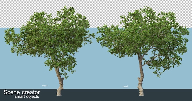 3D-Rendering von schönen Bäumen in verschiedenen Winkeln isoliert